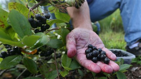 The Lesser-Known Benefits of Chokeberry in Autumn